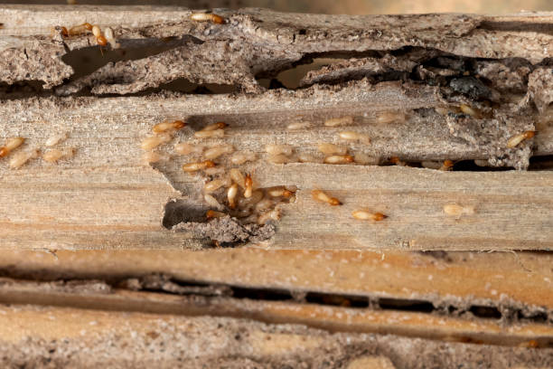 Best Affordable Pest Control Services  in South Whitley, IN